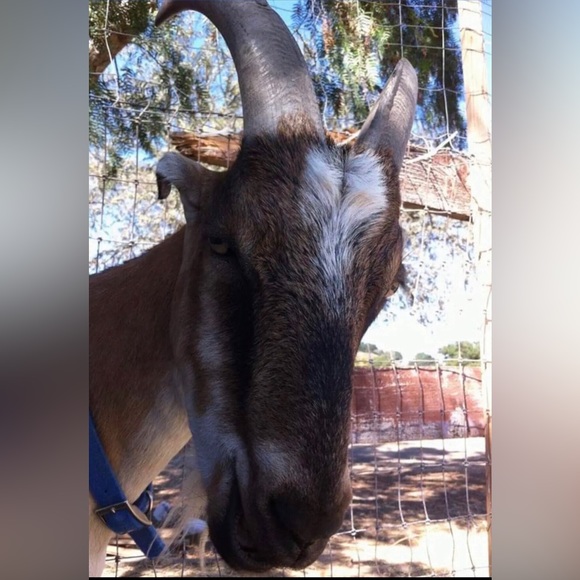 Hi! Thank you for visiting Shadowspond 😊😊😊 - Picture 12 of 16